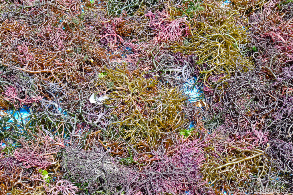 Seetang Ernte auf Nusa Lembongan