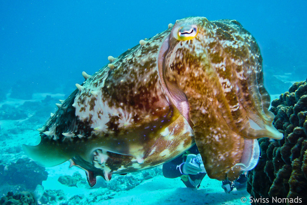 Sepia im Maratua Atoll