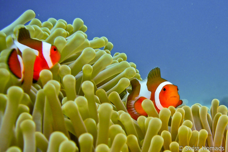 Tauchen im Maratua Atoll