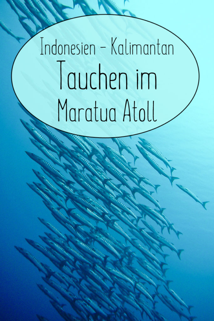 Tauchen Maratua Atoll Pinterest