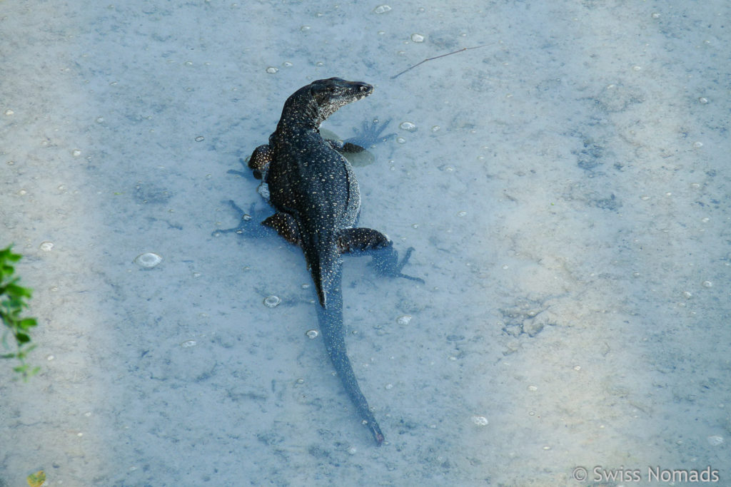 Waran auf Nabucco Island