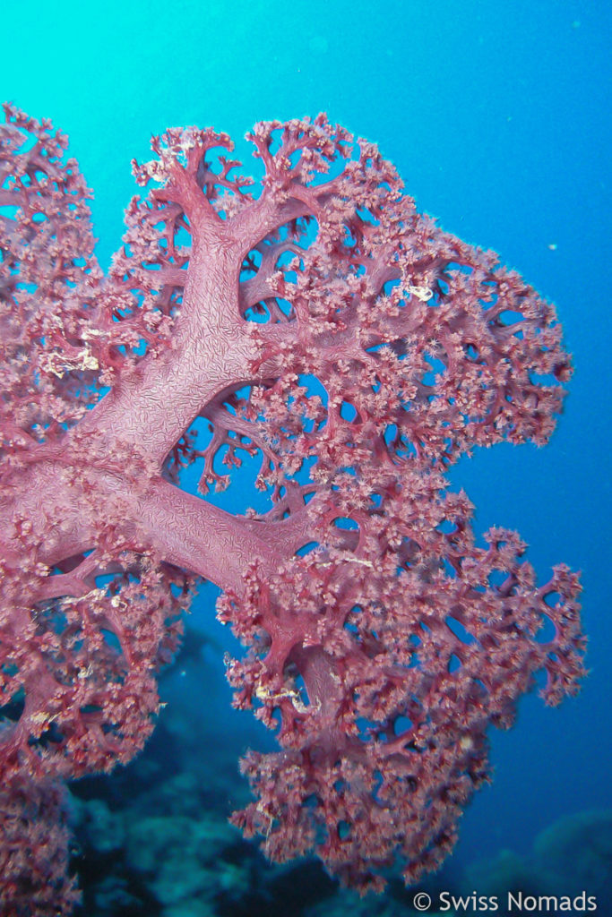 Weichkoralle im Maratua Atoll