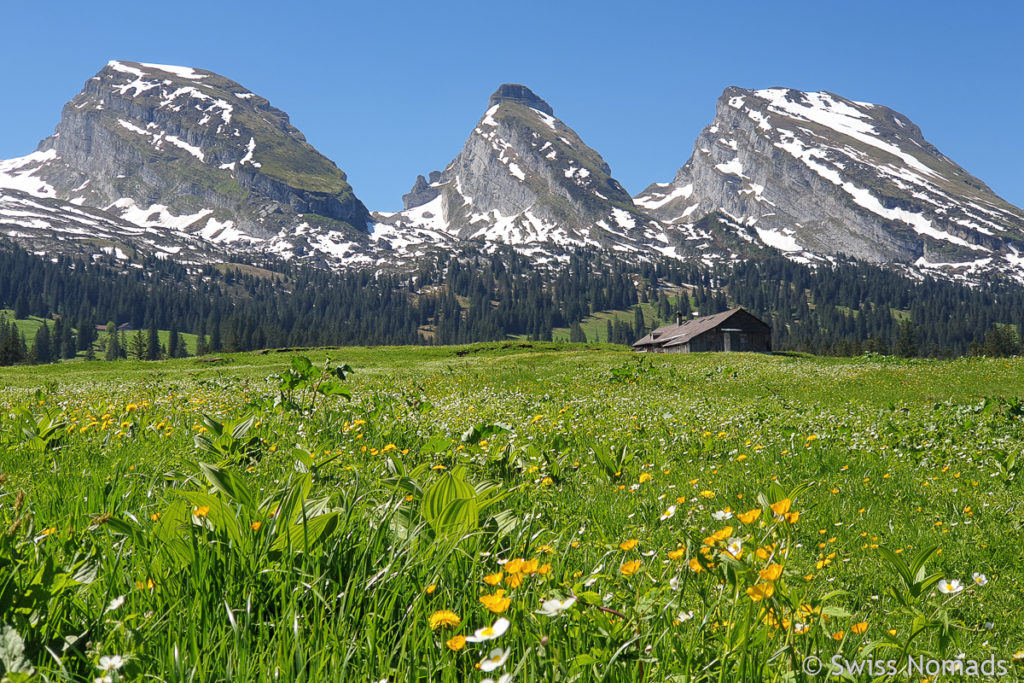 Alpwiesen und Churfirsten im Toggenburg