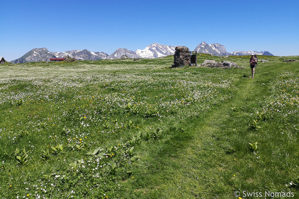 Alpwiesen im Toggenburg