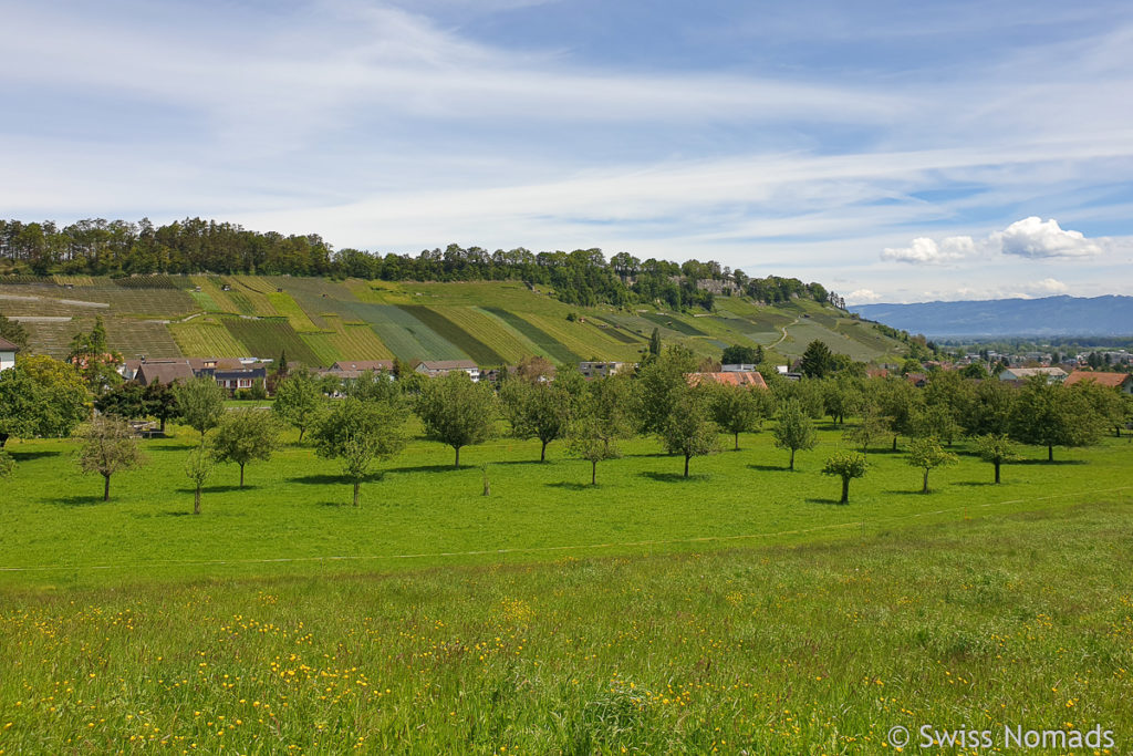 Rebberge und Steiniger Tisch im Rheintal