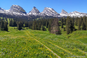 Mehr über den Artikel erfahren Toggenburger Höhenweg – Mehrtageswanderung von Wildhaus nach Wil