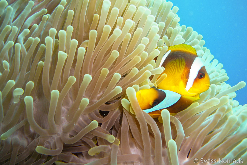 Anemonen Fische im Roten Meer