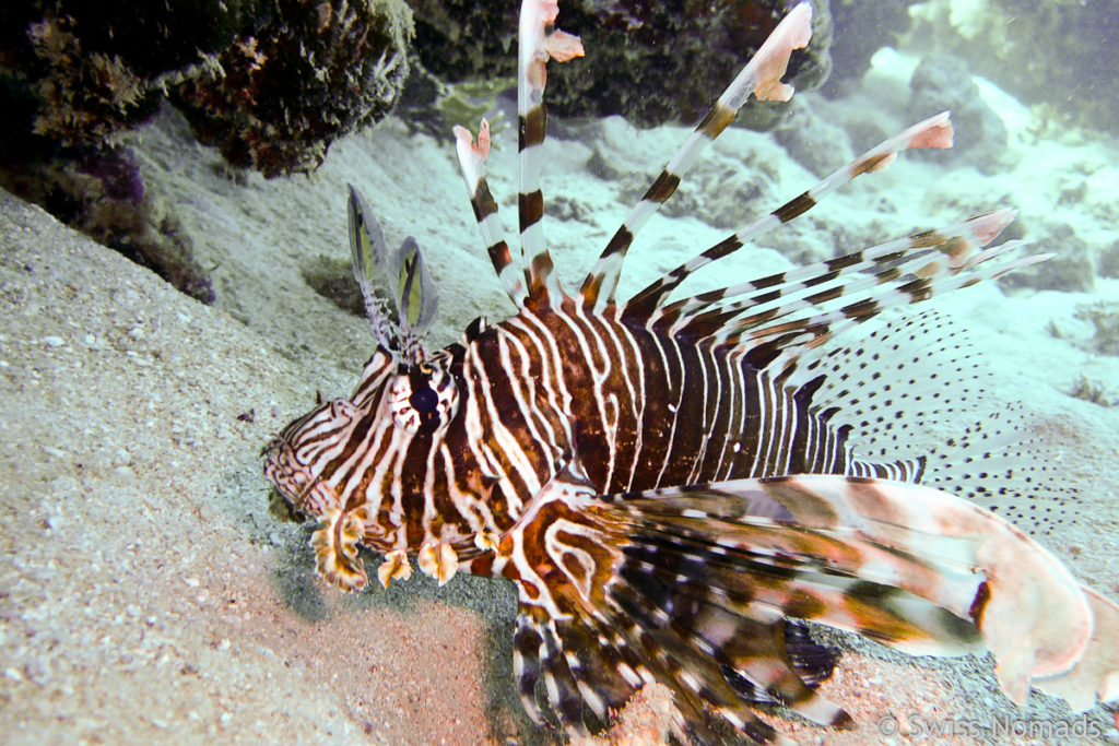 Rotfeuerfisch Tauchen in Ägypten