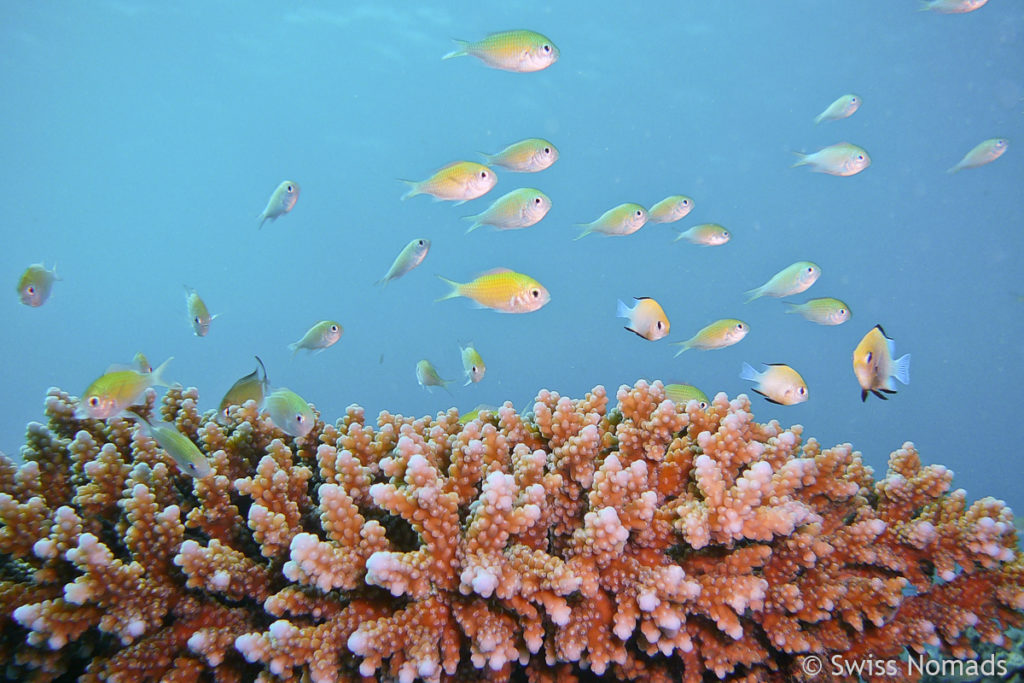 Schwalbenschwanzfische beim Tauchen in Ägypten