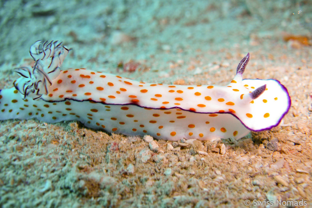 Sternschnecke in Ägypten