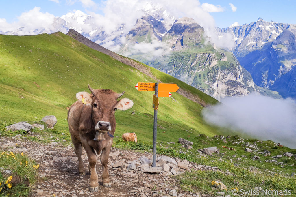 Kuh auf der Weide in der Schweiz