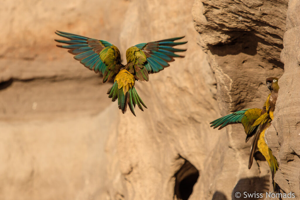 Felsenpapageien bei Balneario El Condor