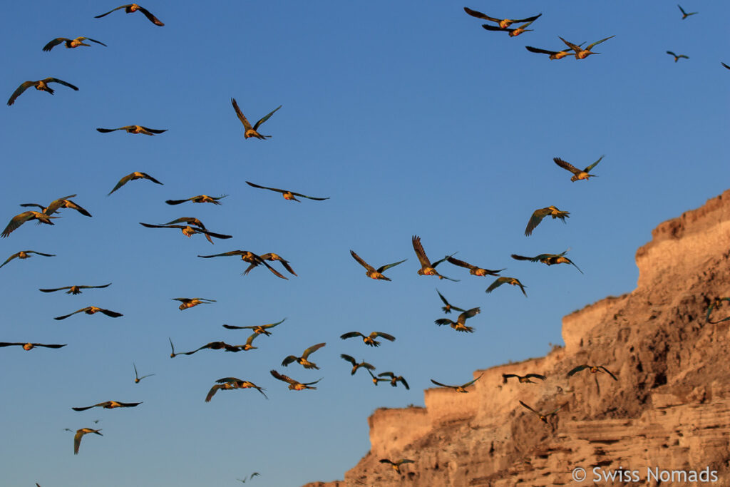 Loros bei Balneario El Condor in Argentinien