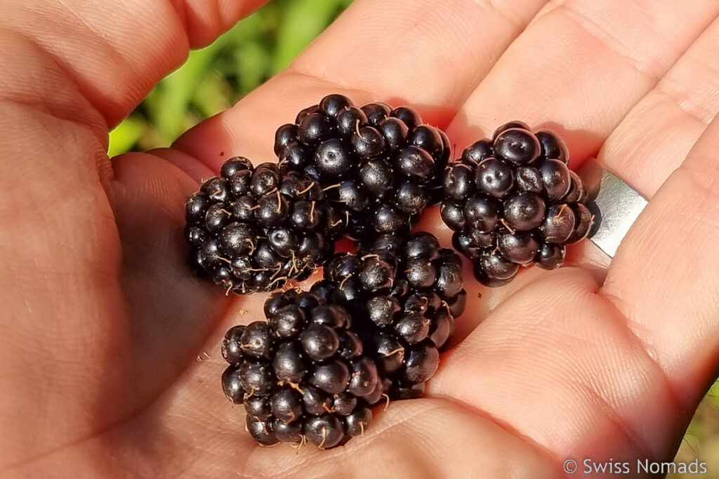 Brombeeren PCT Washington