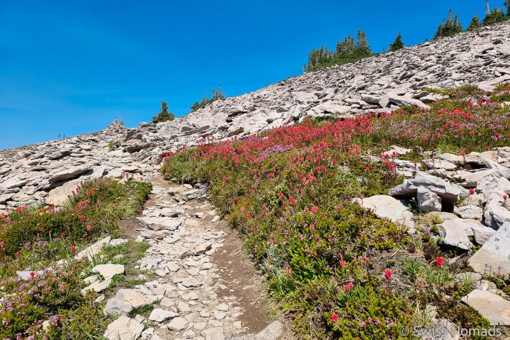 Goat Rocks Wilderness Wildblumen