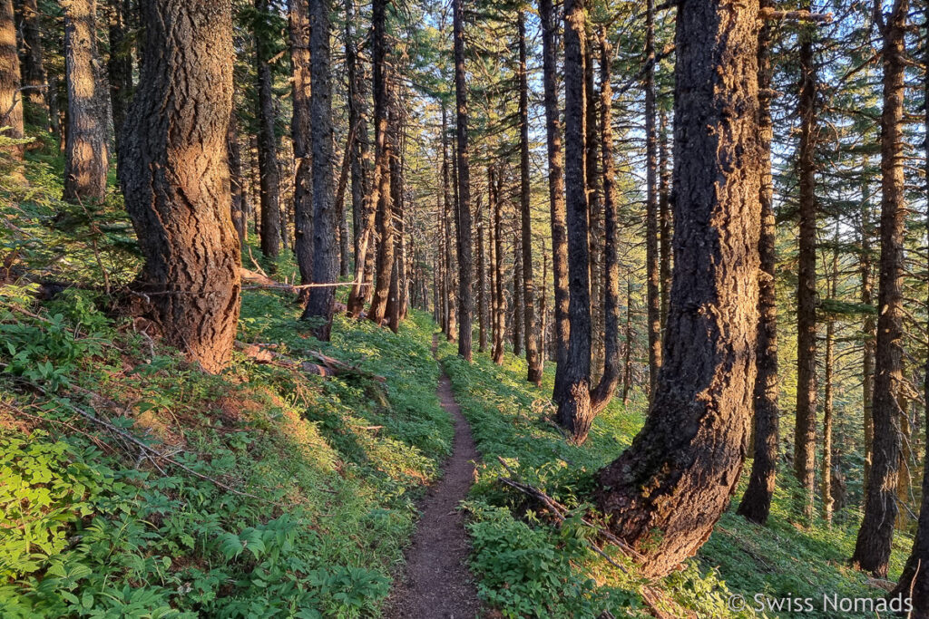 Morgenstimmung im Wald von Washington