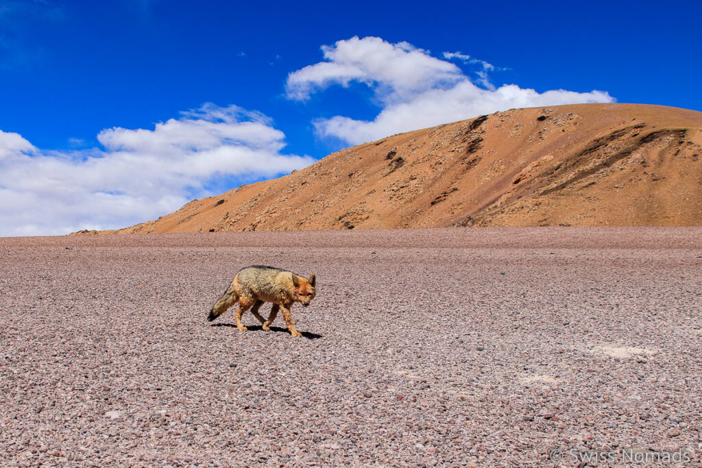 Einsamer Fuchs in der Puna