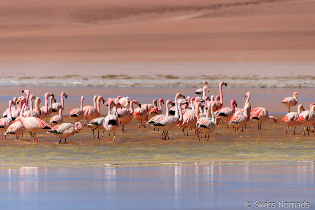 Flamingos im Kara Lake