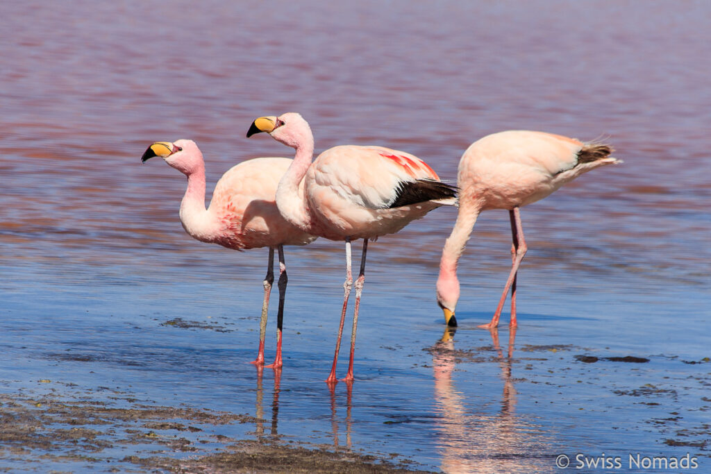 Flamingos in der Laguna Colorado