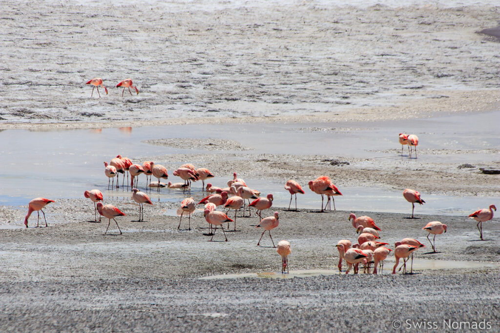 Laguna Cavi in der West Puna