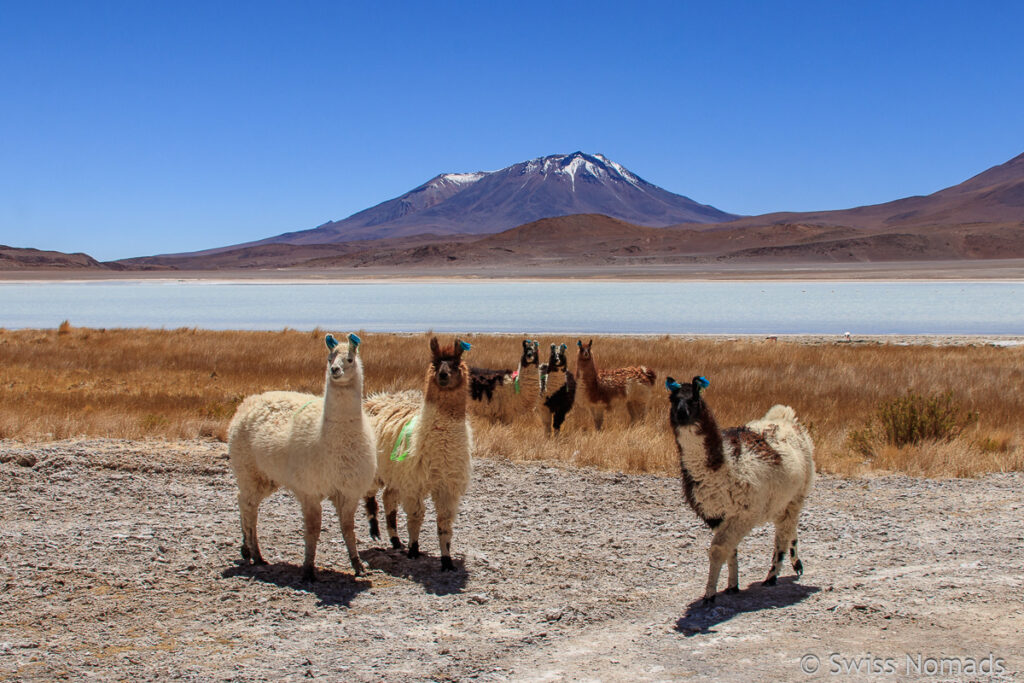 Lamas an der Lagune in Bolivien