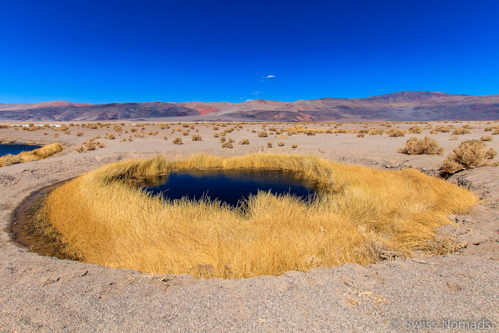 Ojo de Campo beim Salar de Antofalla