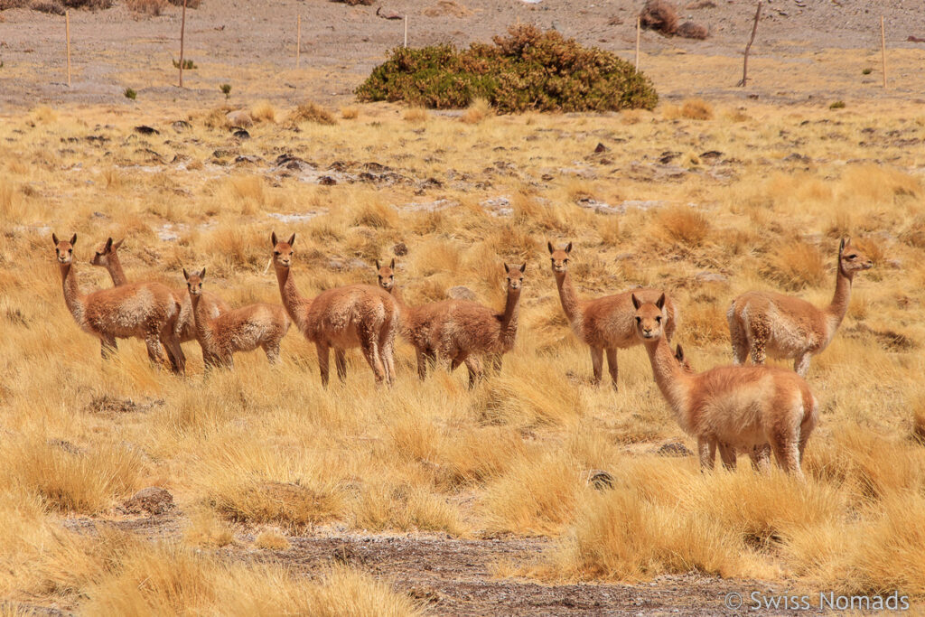 Vicunas