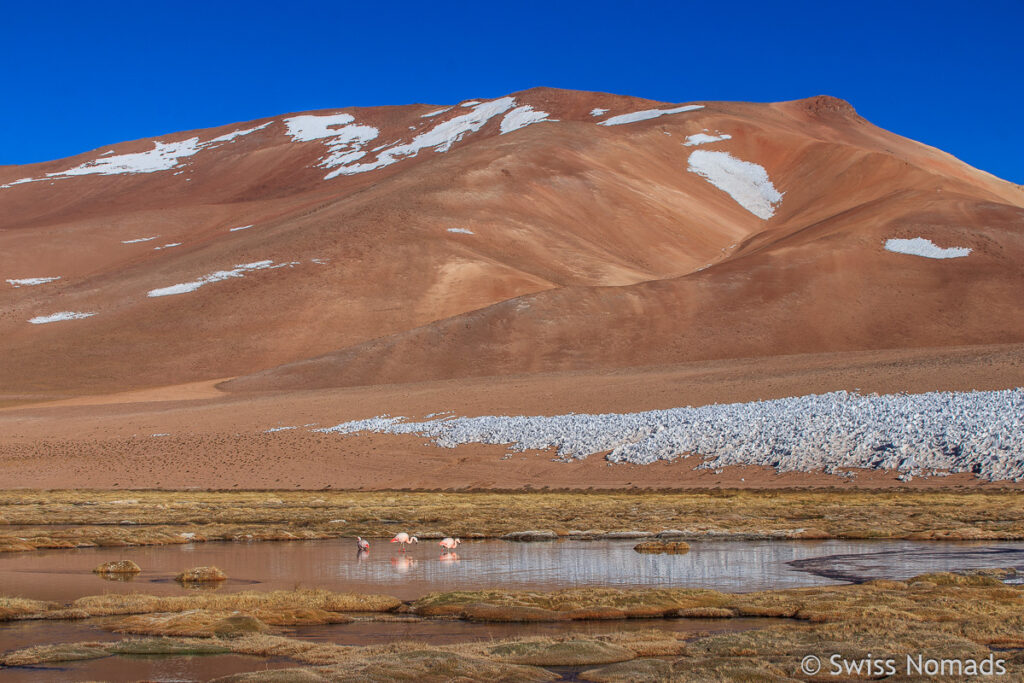 Aussicht vom Schlafplatz mit Flamingos