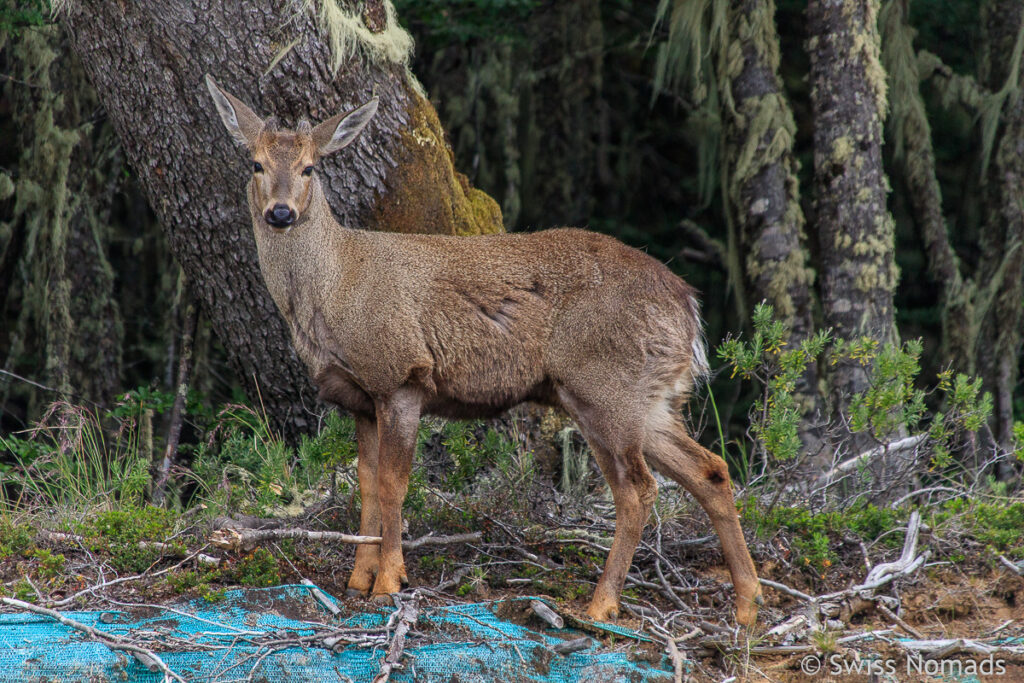 Huemul der Südandenhirsch