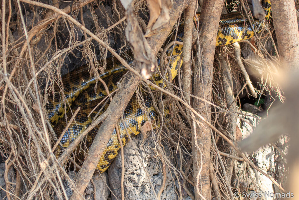 Anaconda im Pantanal