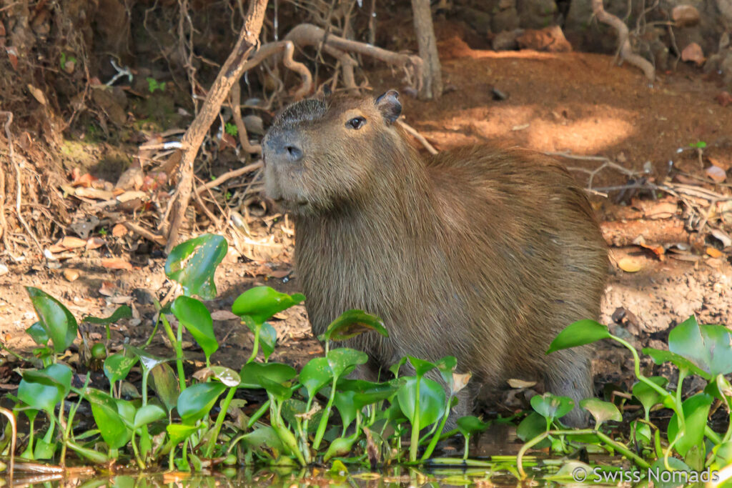 Cabybara im Pantanal