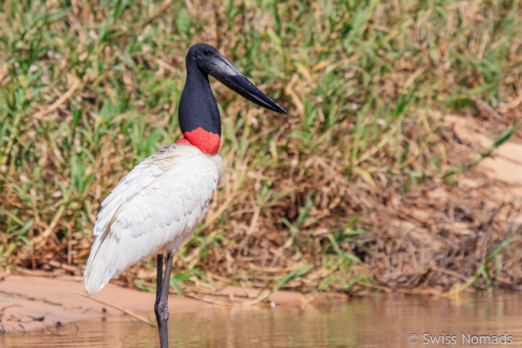 Jabiru im Pantanal