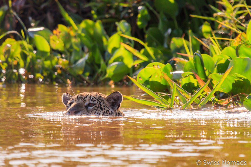 Schwimmender Jaguar im Pantanal