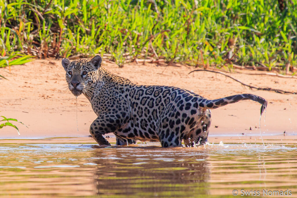 Jaguar im Pantanal