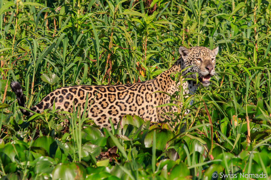 Jaguar im Pantanal