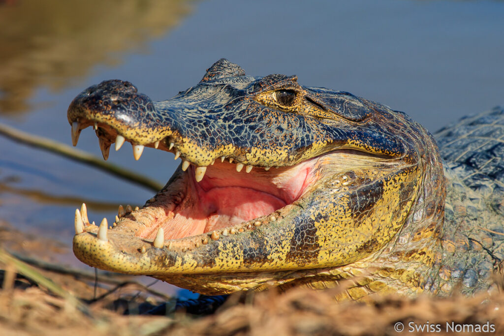 Kaiman im Pantanal