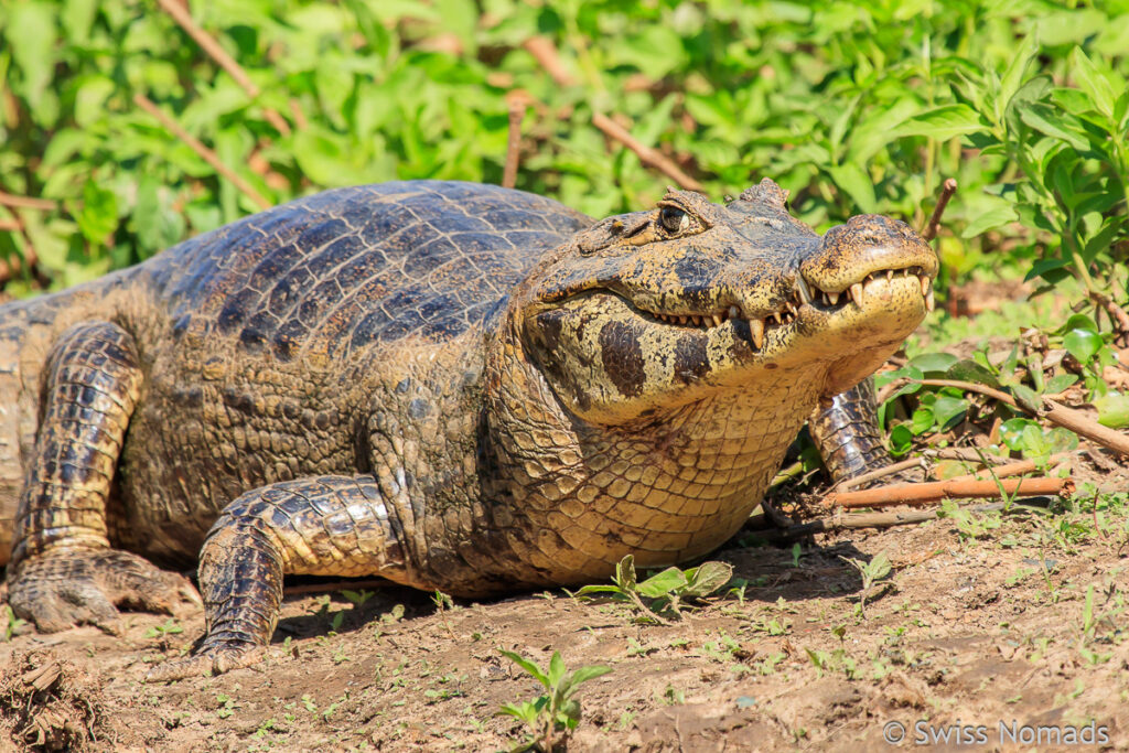 Kaiman im Pantanal