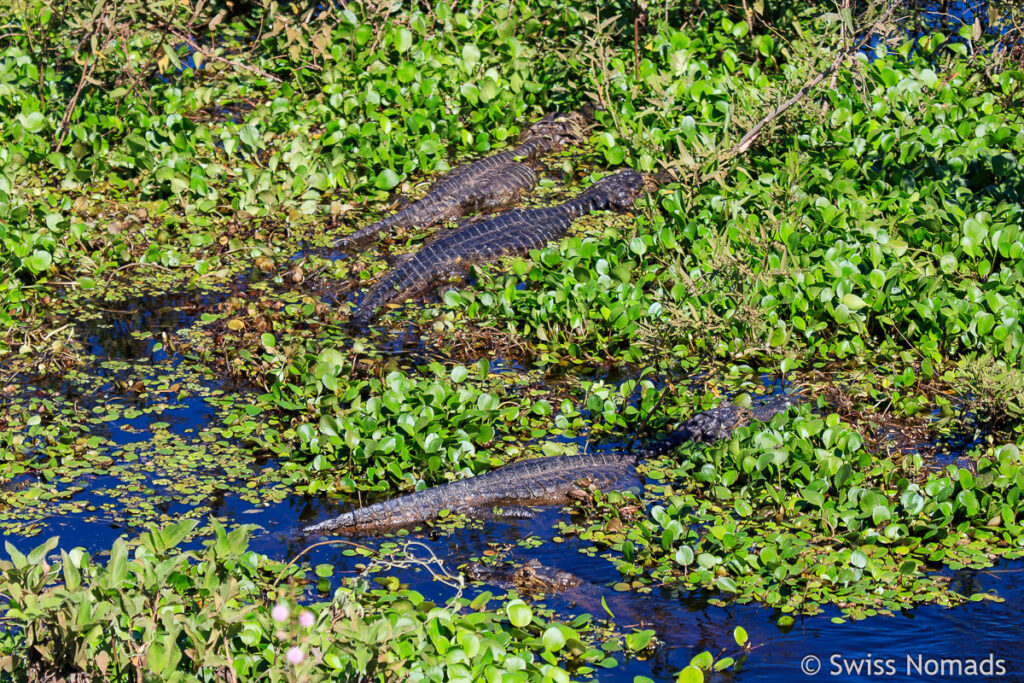 Kaimane im Pantanal in Brasilien