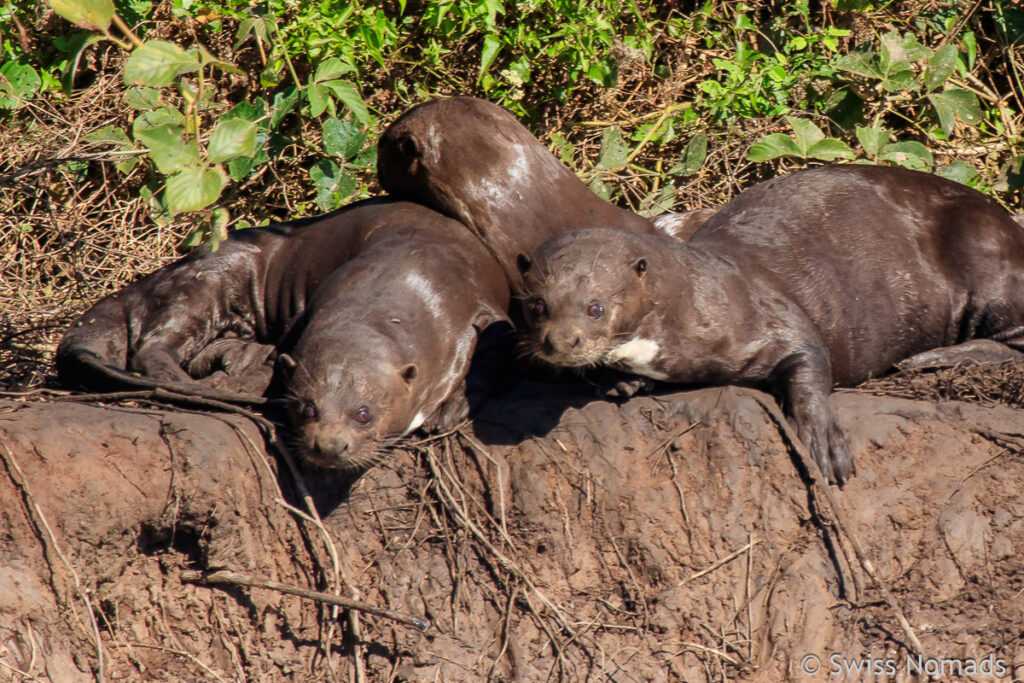 Otter am Ufer im Pantanal