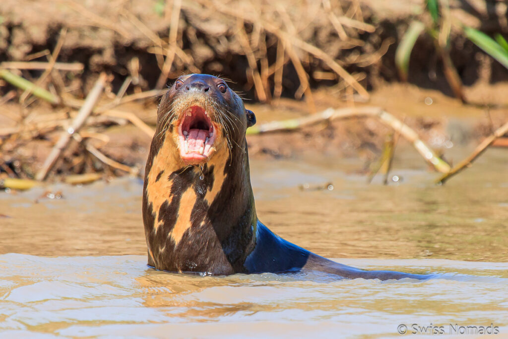 Otter im Pantanal in Brasilien
