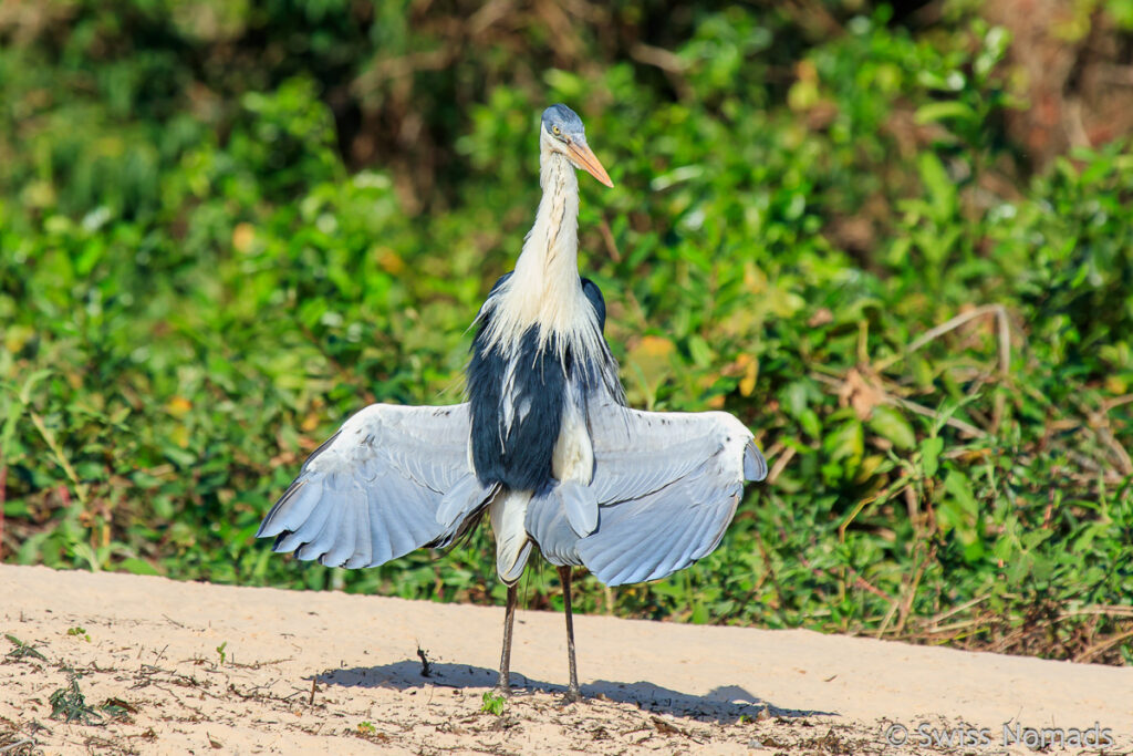 Reiher am Flussufer im Pantanal