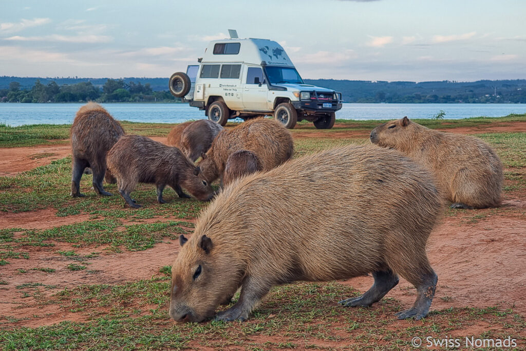 Capybaras am Lago Paranoa in Brasilia