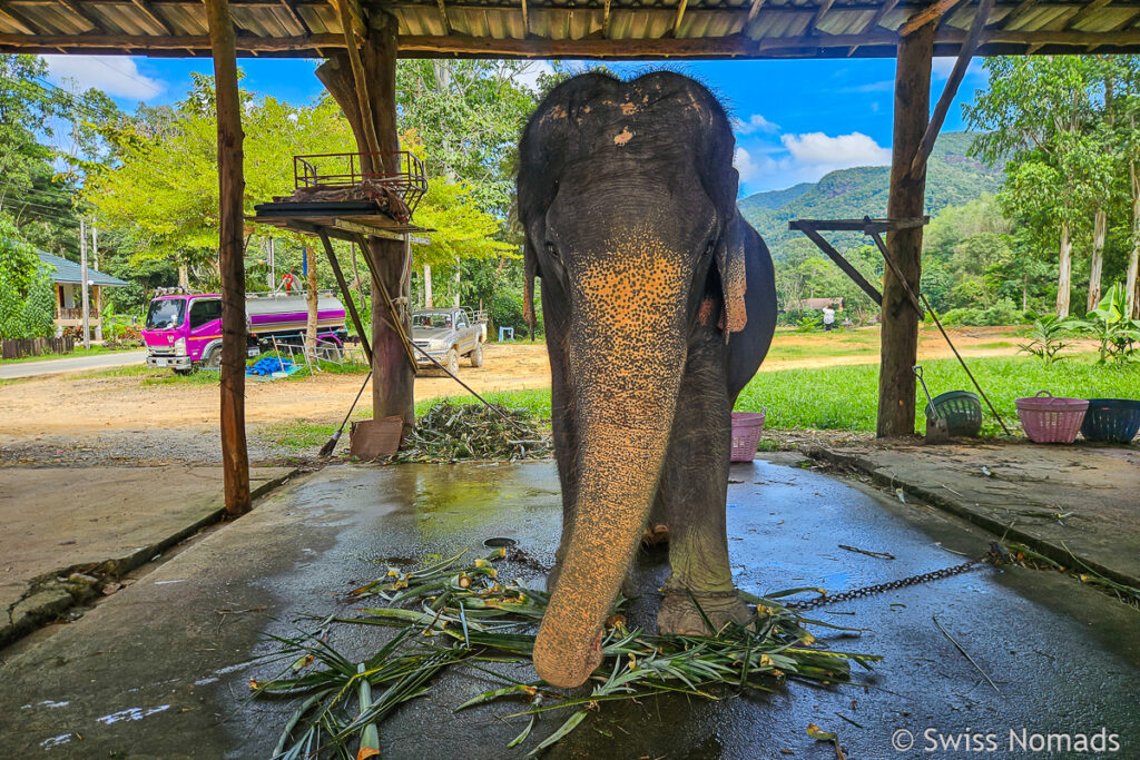 Elephant Camp auf Koh Chang