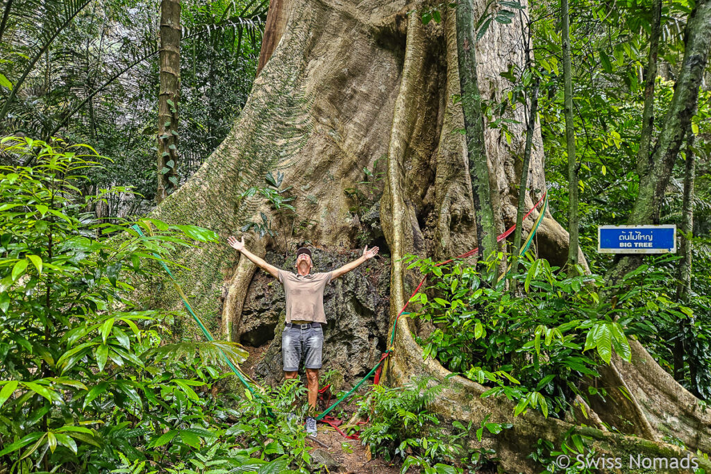 Gigantische Bäume beim Tiger Cave Tempel