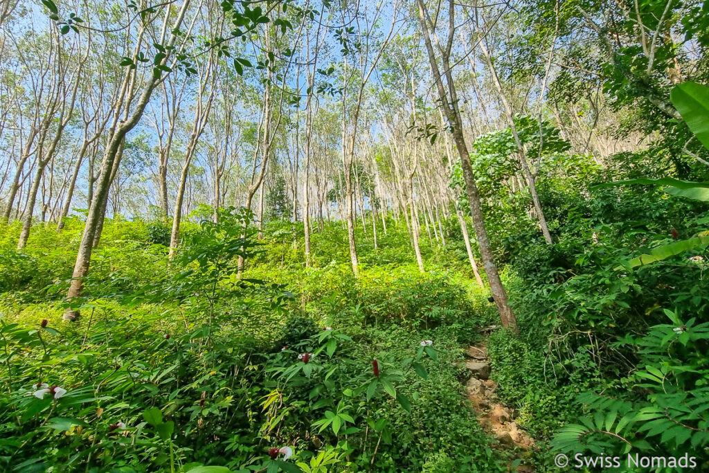 Kautschuk Plantage auf Koh Mook