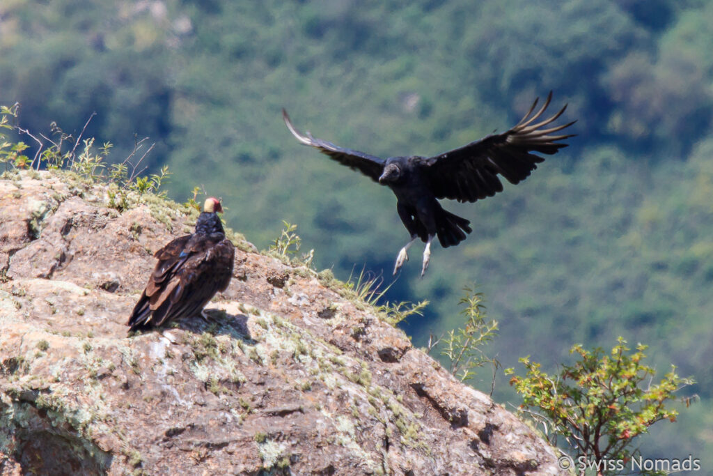 Kondore im Nationalpark