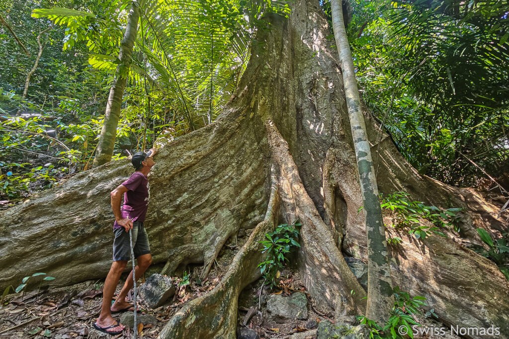 Riesenbaum bei der Pirates Bay auf Koh Lanta