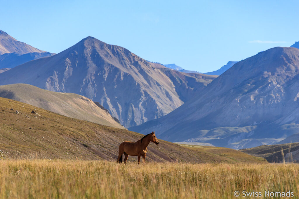 Pferd im Valle Hermoso